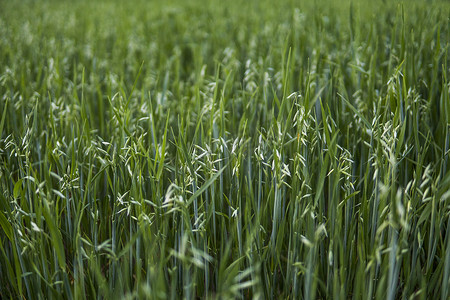 生长在领域的麦子的绿色燕麦耳朵。