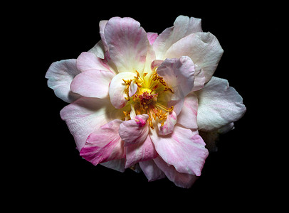 枯萎的摄影照片_枯萎的樱花霞玫瑰的娇嫩花瓣