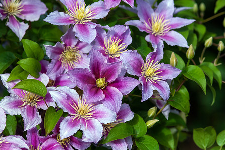 紫粉铁线莲 (Clematis lanuginosa Lindl.) 盛开