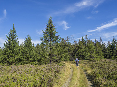 小路上摄影照片_年轻男子徒步旅行者背着背包和帽子走在蜿蜒的森林小路上，位于捷克共和国布尔迪山丘，那里有绿色的云杉林和蓝天