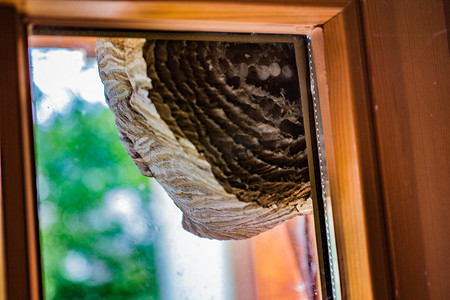 纸一样的黄蜂巢在窗边