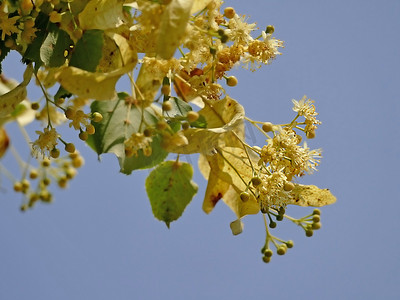大叶椴树，有花的药用树