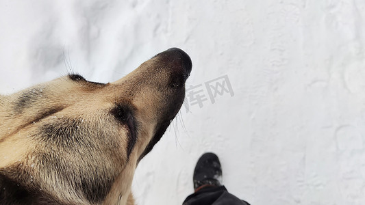 狗德国牧羊犬在一个冬日靠近人类，人类是猎人、保安、警察和周围的白雪。