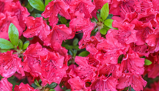 春天花园里盛开的红杜鹃花与露珠