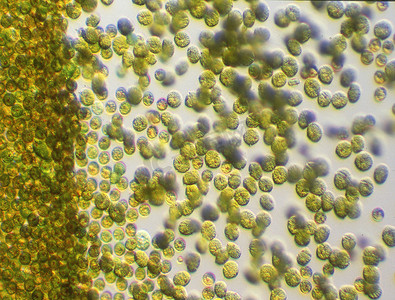 显微镜下藻华中的有毒金藻