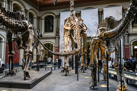 骨骼恐龙摄影照片_柏林自然博物馆主厅与恐龙骨骼