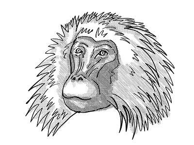 毛茸茸的雄性 Gelada 猴子卡通复古绘图