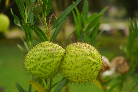 Gomphocarpus physocarpus，俗称毛球、气球植物、气球棉布什、主教的球