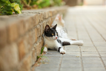 黑白流浪猫躺在砖路边的人行道上。
