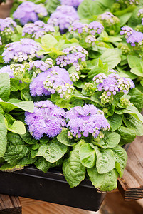 黑色托盘中的芹菜、紫色芹菜、盆栽植物