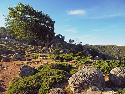 弯曲的绿色橄榄树奇形怪状和蓝天背景的大石头科西嘉山脉景观
