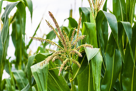 阳光照在生长的绿色玉米田上,绿色玉米的细节