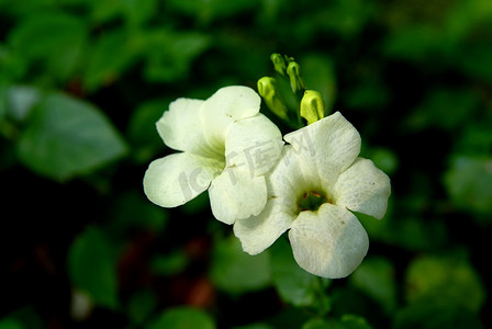 Asystasia gangetica 是家族 Acanthaceae 中的一种植物