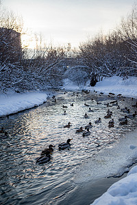 冬天，鸭子在城市公园的河里游泳。