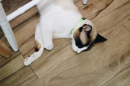 躺在地板上休息的白棕猫