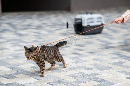 一只灰色条纹猫在户外散步时拉着主人的皮带。