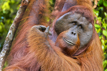 带猩猩头套的摄影照片_红毛猩猩，丹戎普亭国家公园，婆罗洲，印度尼西亚