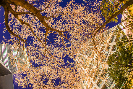 东京都港区赤坂的夜樱花和城镇