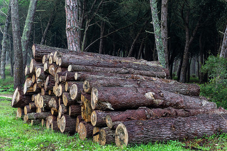 砍伐树木摄影照片_砍伐的针叶树树干堆放在森林里