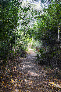 康斯坦博西国家植物园森林中的小径步道。