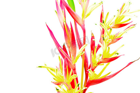 Heliconia Lady Di