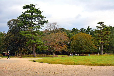 日本奈良有树和草的奈良户外公园