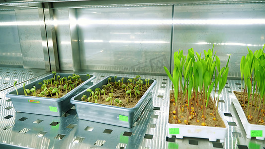在现代智能实验室的特殊室的架子上，在小盒子里的土壤中生长年轻的绿芽。