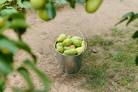 透过树枝上挂着的梨子模糊的前景，可以看到一个装满梨子收获的金属桶