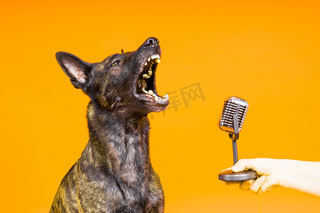 工作室红黄色背景中可爱的唱歌狗荷兰牧羊犬