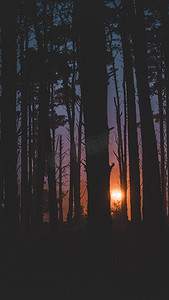黑暗的森林被夕阳的最后一缕阳光照亮