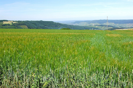 洪斯吕克的大麦田