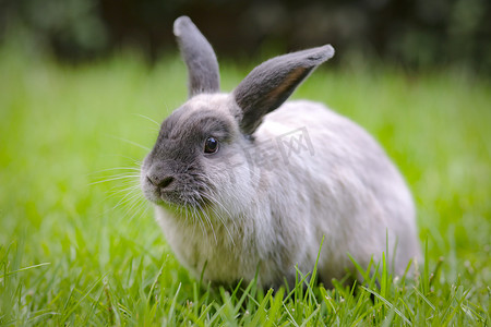 外面长草丛中的垂耳兔