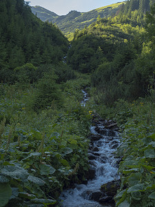 美丽的山间溪流在郁郁葱葱的绿色蕨叶和黄色花朵、云杉林和背景中的绿色山峰之间流动。