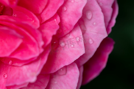 精美壁纸摄影照片_作为自然背景的精美 Yuzen 玫瑰花瓣