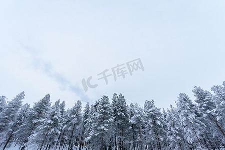 大雪蓝色摄影照片_森林覆盖着大雪和恶劣天气的天空