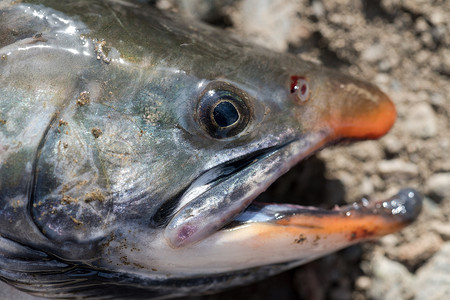 野生鲑鱼的鼻子特写视图 Salvelinus 通常被称为 charr 或 char，在较暗的身体上有粉红色斑点。