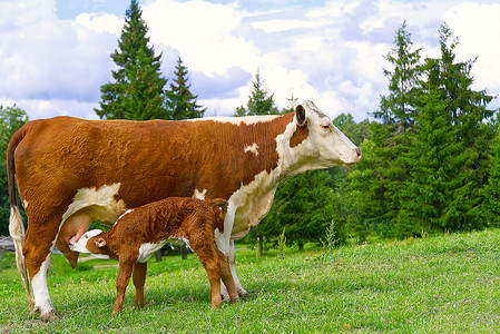 喝牛奶摄影照片_小牛从母亲那里喝牛奶。
