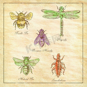 外骨骼摄影照片_大黄蜂、欧洲食蚜蝇、蜻蜓、Hlalactid Bee 和虱子 Vintage Collection