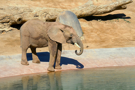 大象在水坑喝水