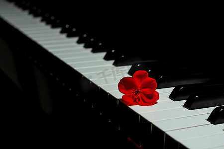 有一朵红色天竺葵花的钢琴