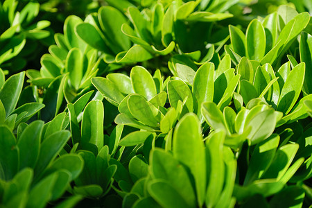 弗莱舍摄影照片_植物绿色背景，常绿雪佛兰灌木的顶视图