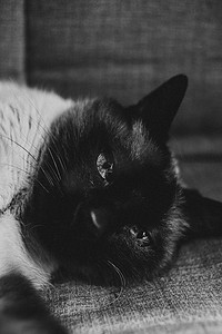 一只可爱的猫躺在床上，看着镜头的黑白特写