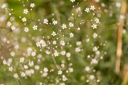 春天绿色小草小花摄影照片_在草甸顶视图的许多白色小花
