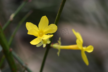 迎春花