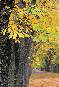 一条绿树成荫的道路的秋天景色，树叶变黄。