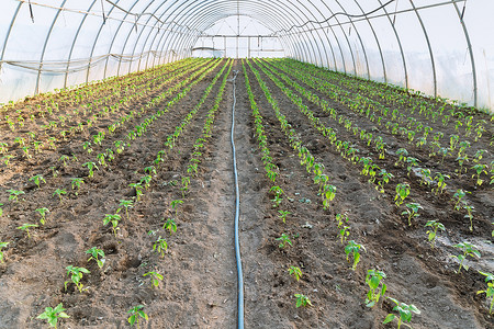 温室里成排地种植着年轻的辣椒幼苗。
