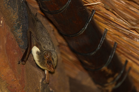 茅草屋顶下悬挂的毛里求斯墓蝠 (Taphozous mauritianus)