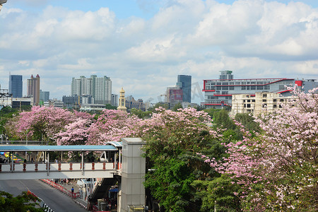 泰国樱花（Chompoo pantip 或粉红喇叭树）