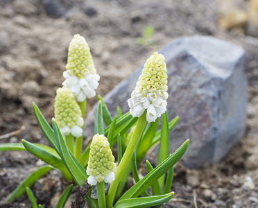 春天相册摄影照片_在岩石花园中关闭盛开的白葡萄风信子花，Muscari botryoides 专辑。