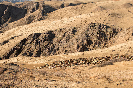 岩石沙漠或草原上有一群公羊的风景